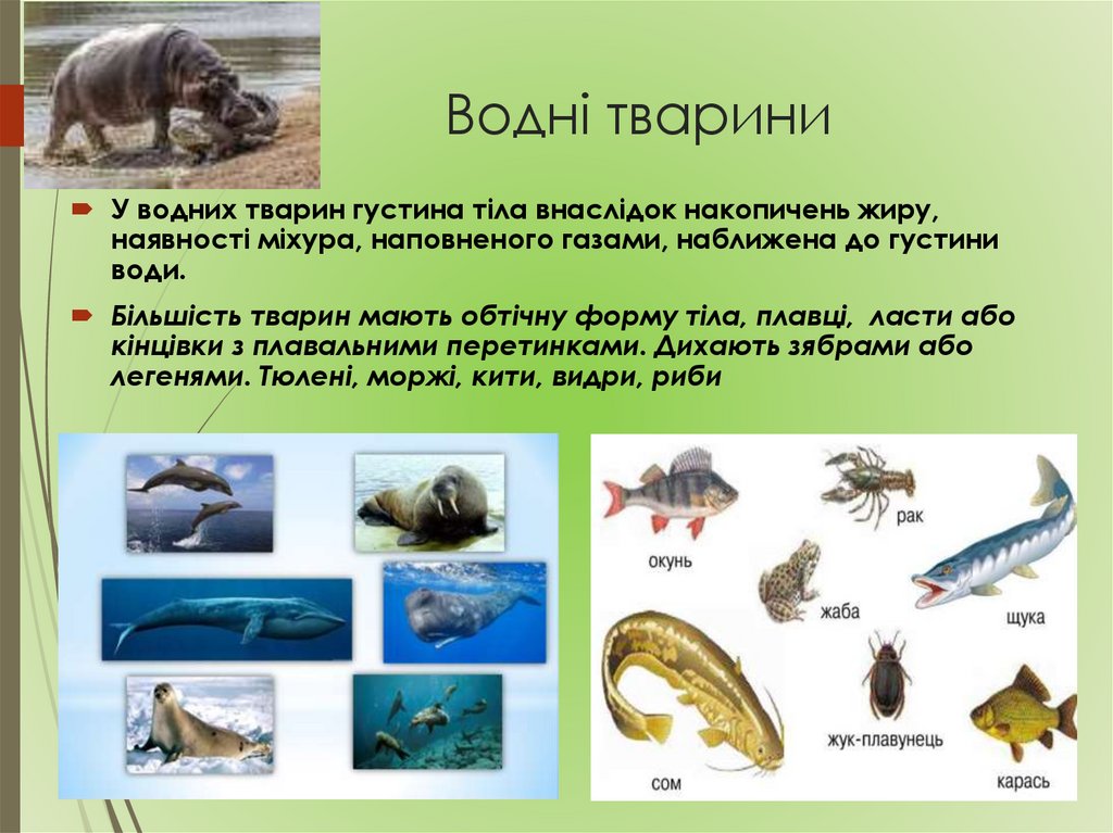 Водні тварини