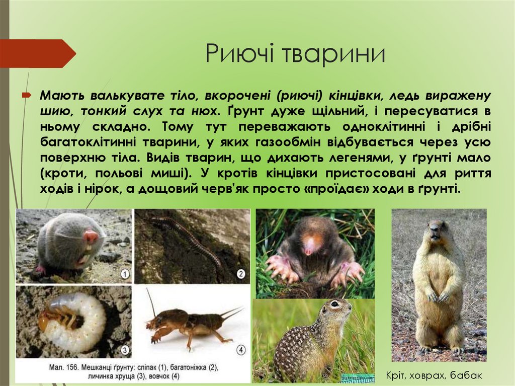 Риючі тварини