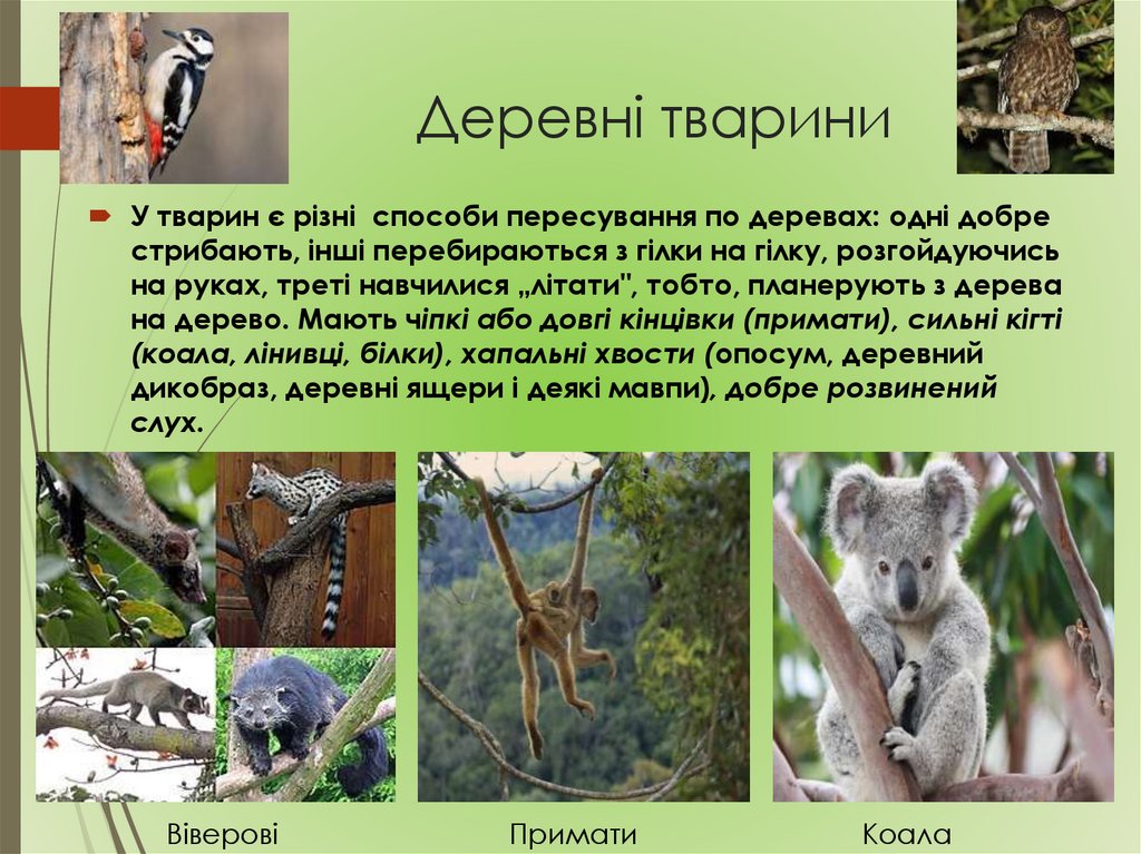 Деревні тварини