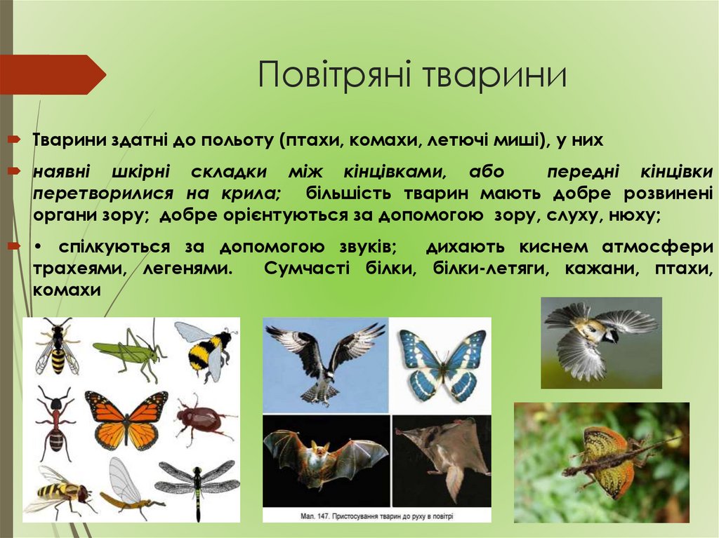 Повітряні тварини