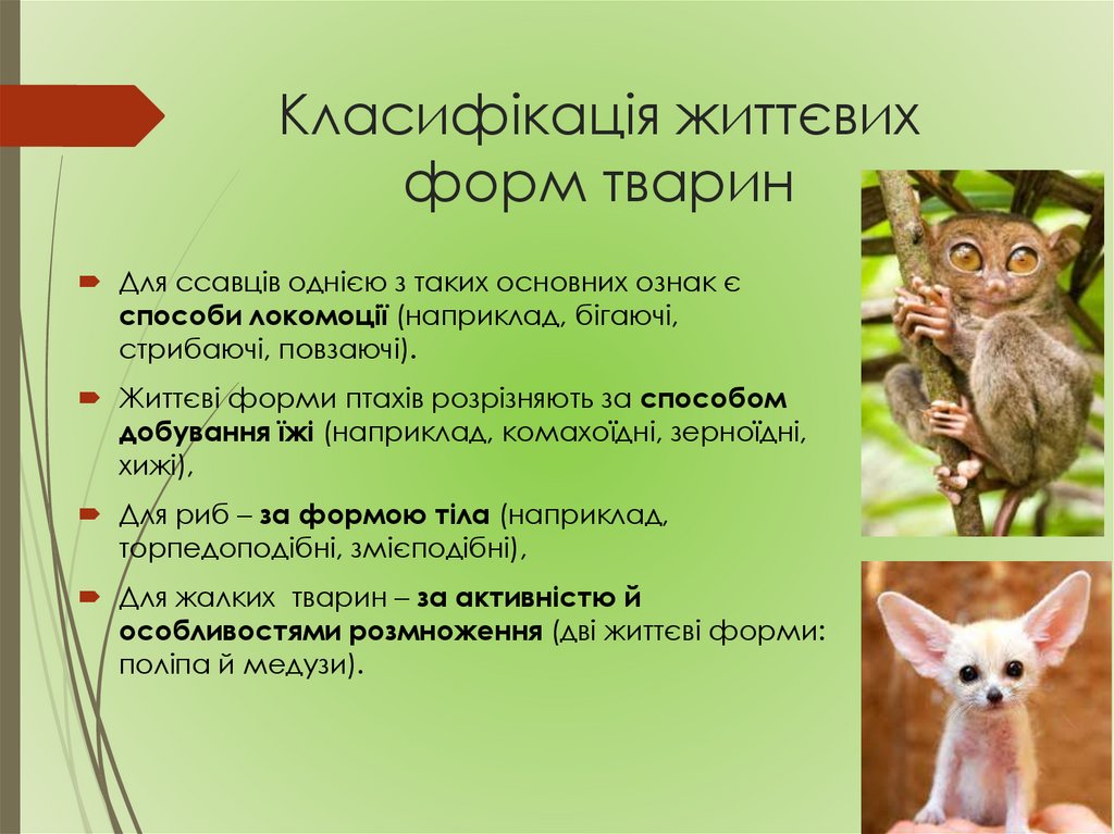 Класифікація життєвих форм тварин