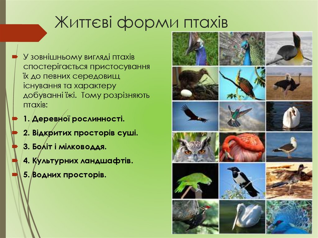 Життєві форми птахів