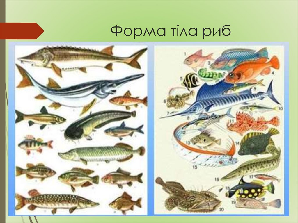 Форма тіла риб