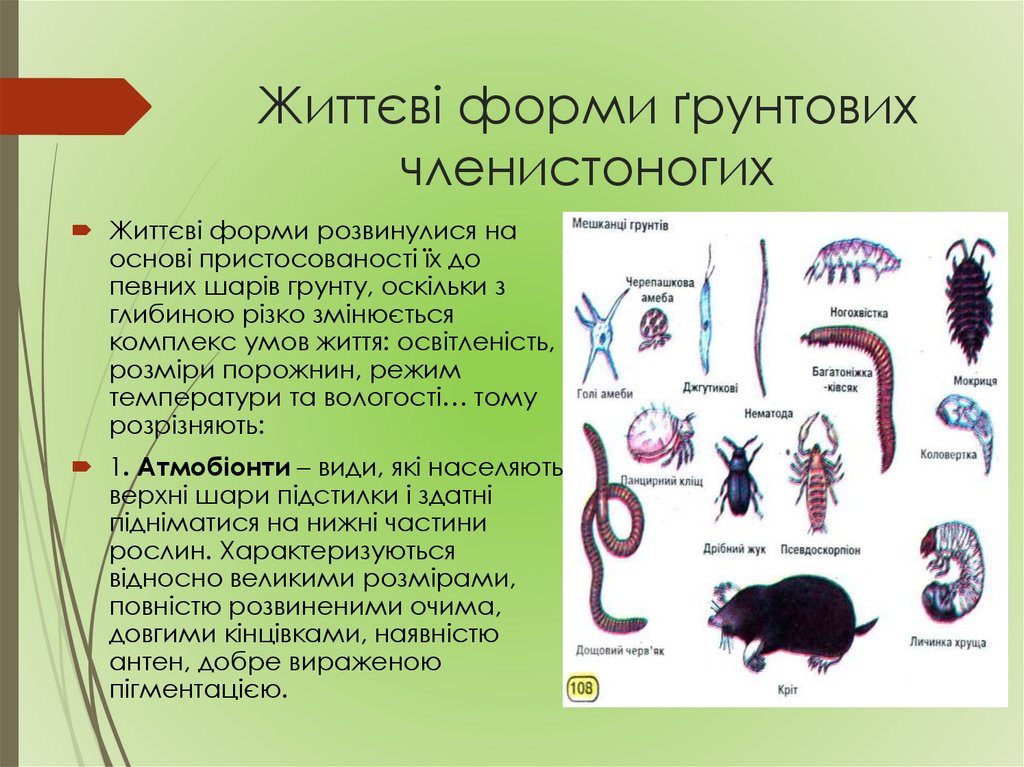 Життєві форми ґрунтових членистоногих