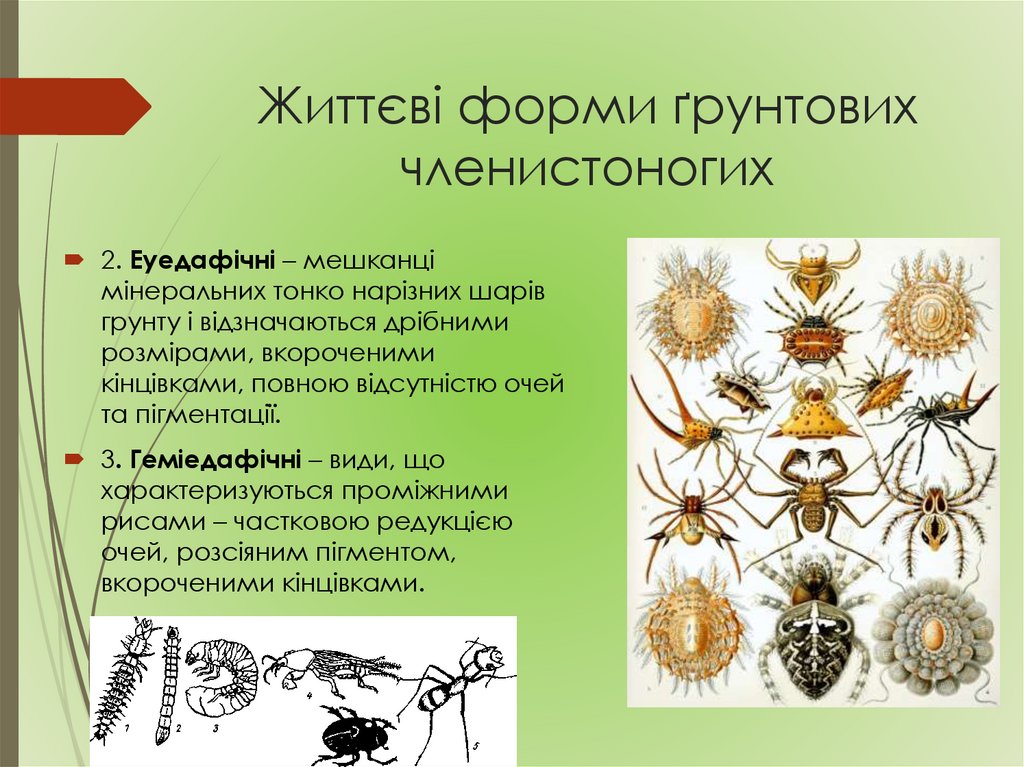 Життєві форми ґрунтових членистоногих