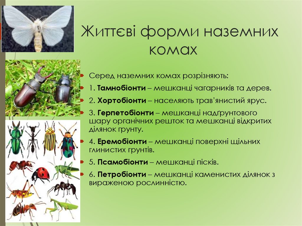 Життєві форми наземних комах