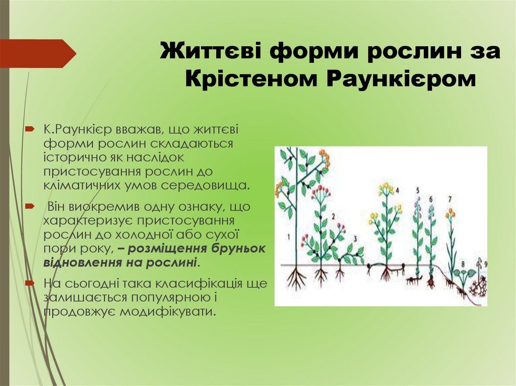 Життєві форми рослин за Крістеном Раункієром