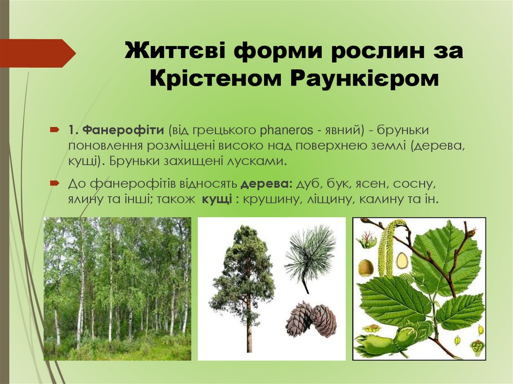 Життєві форми рослин за Крістеном Раункієром