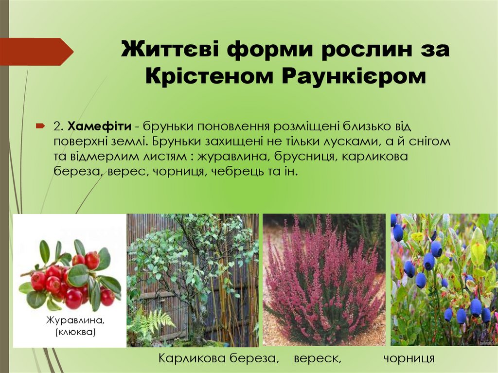 Життєві форми рослин за Крістеном Раункієром