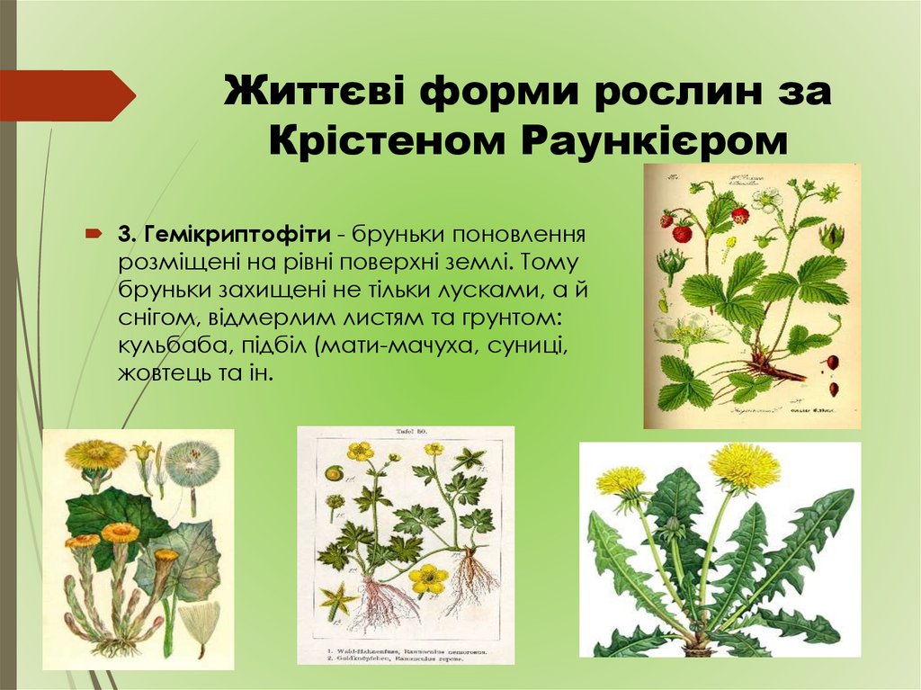 Життєві форми рослин за Крістеном Раункієром