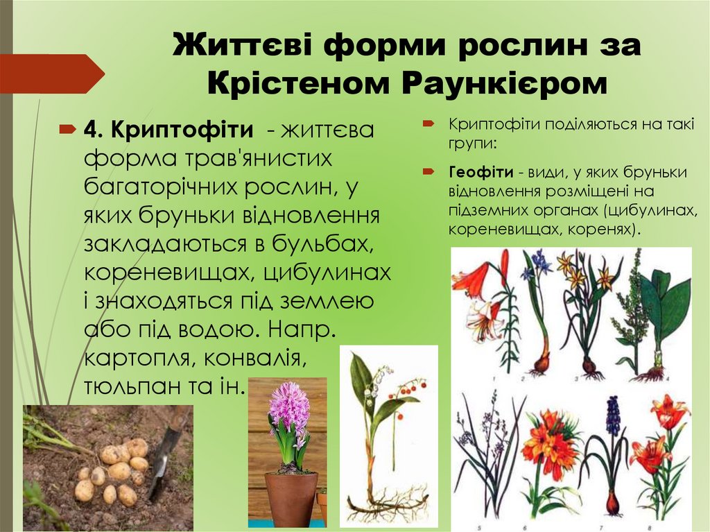 Життєві форми рослин за Крістеном Раункієром