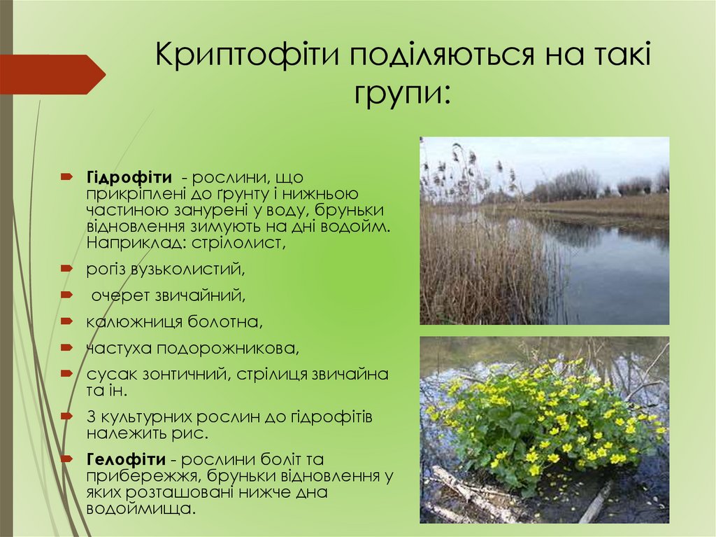 Криптофіти поділяються на такі групи: