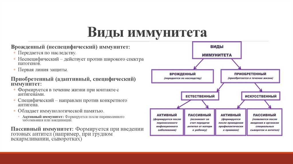 Виды иммунитета