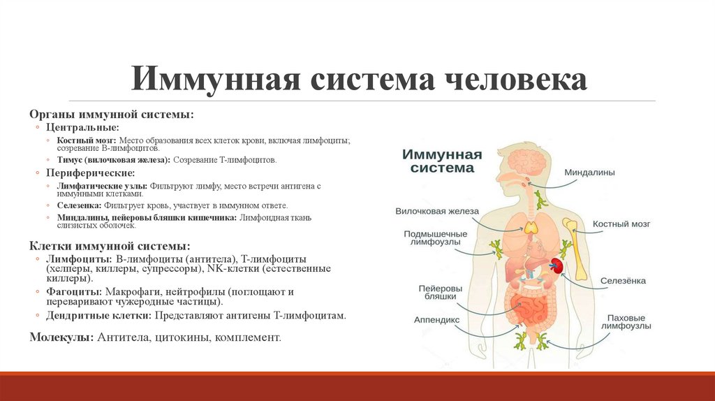 Иммунная система человека