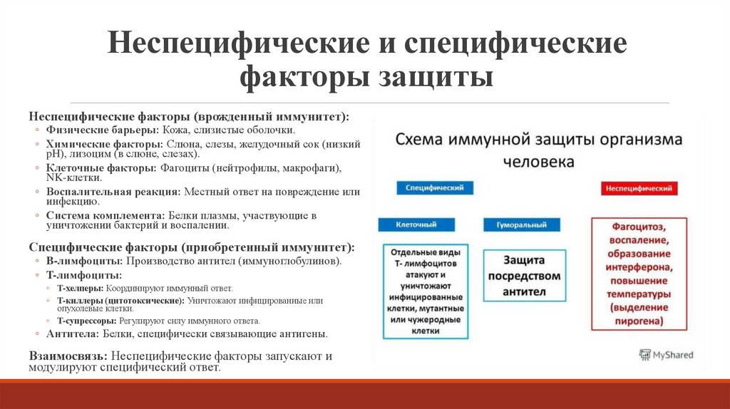 Неспецифические и специфические факторы защиты