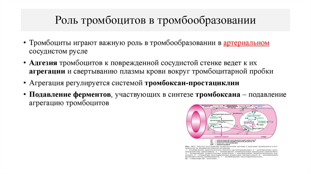 Роль тромбоцитов в тромбообразовании