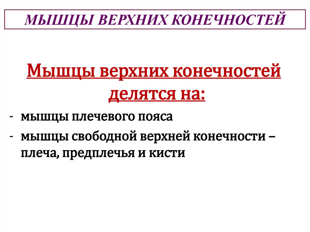 МЫШЦЫ ВЕРХНИХ КОНЕЧНОСТЕЙ