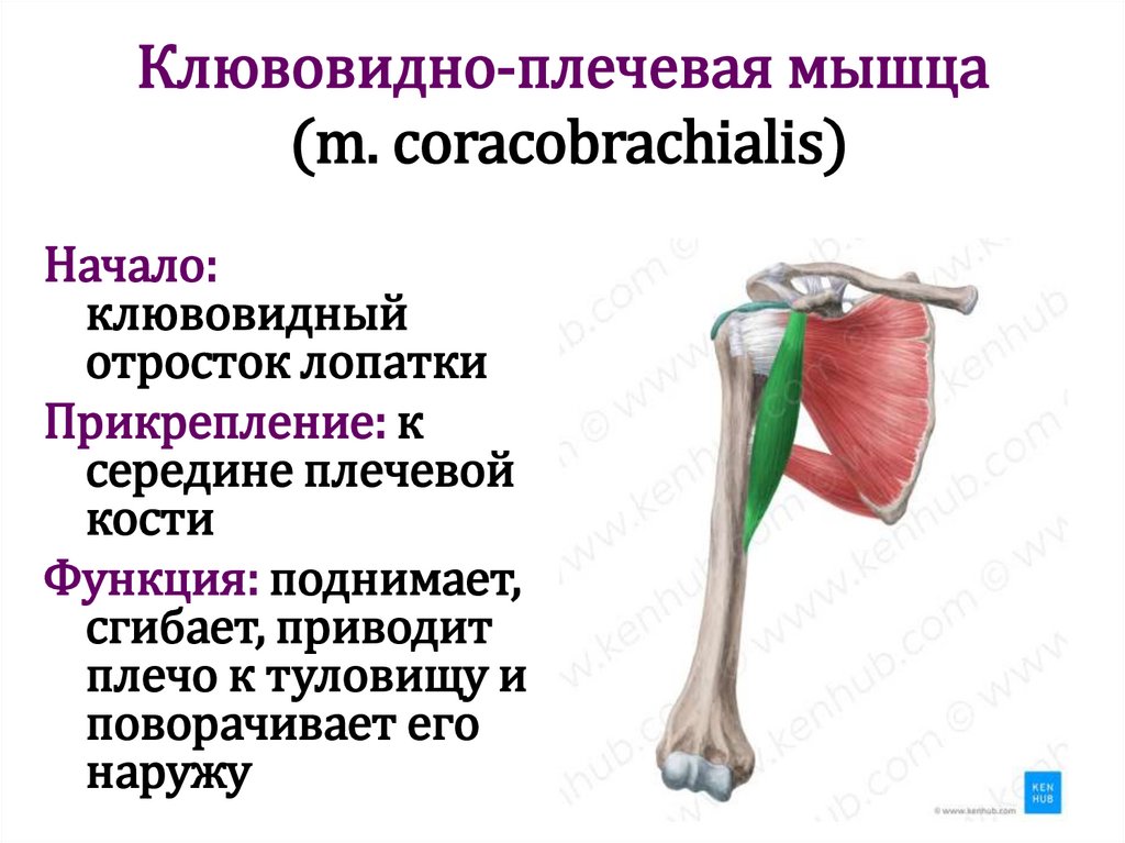 Клювовидно-плечевая мышца (m. coracobrachialis)
