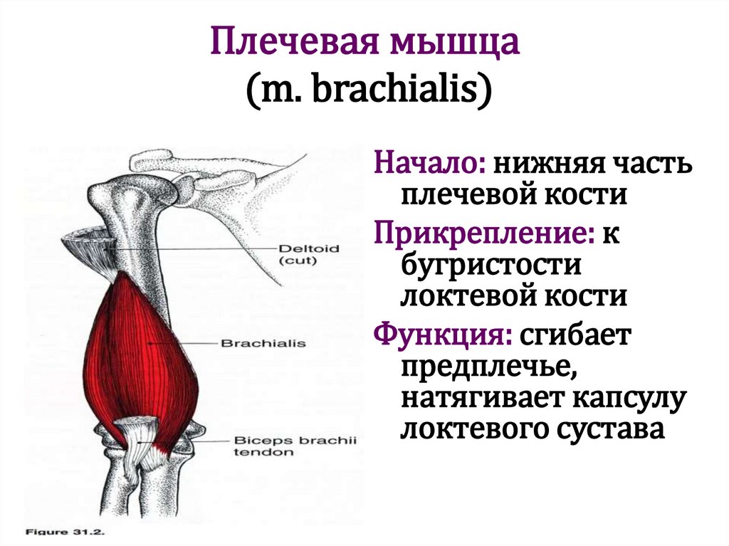 Плечевая мышца (m. brachialis)