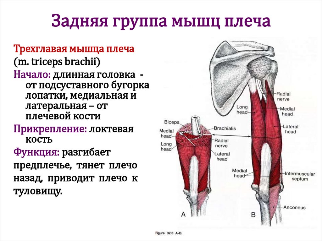 Задняя группа мышц плеча