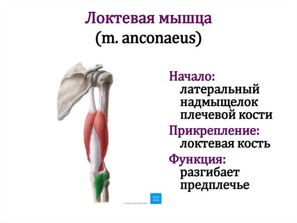 Локтевая мышца (m. anconaeus)