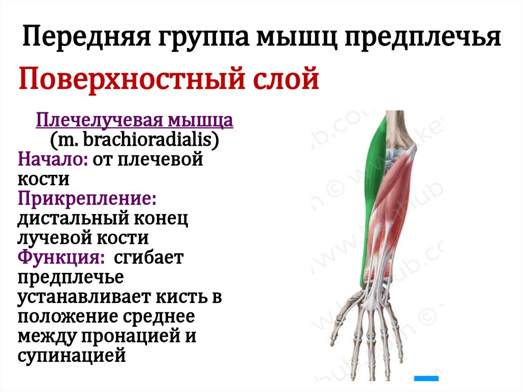 Передняя группа мышц предплечья