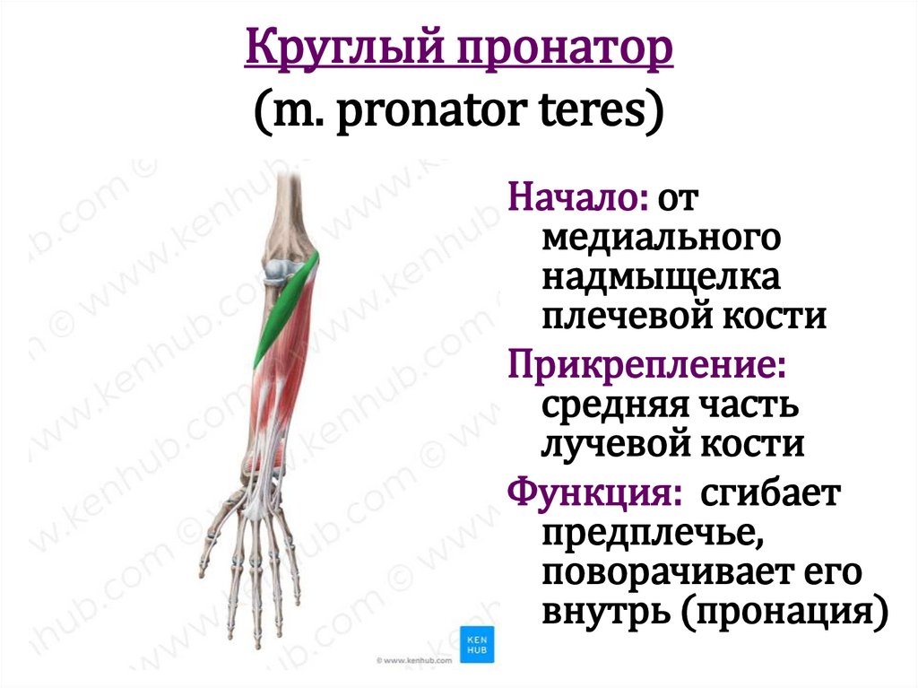 Круглый пронатор (m. pronator teres)