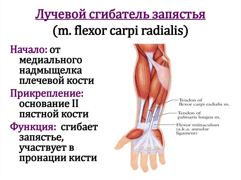 Лучевой сгибатель запястья (m. flexor carpi radialis)