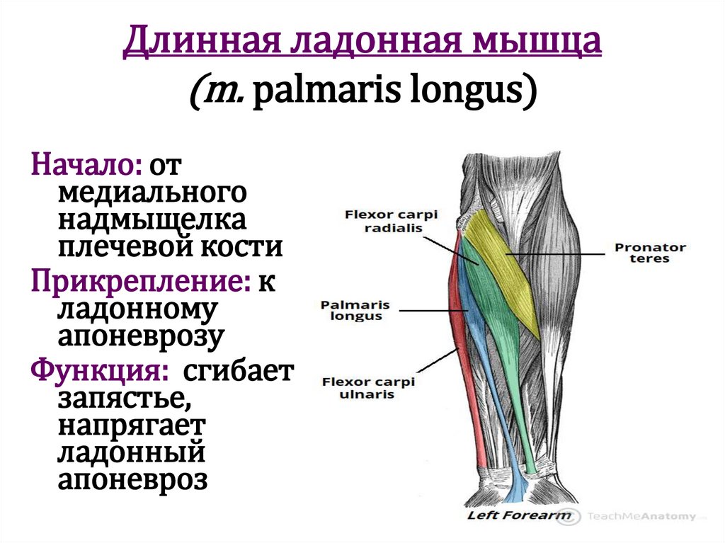 Длинная ладонная мышца (m. palmaris longus)