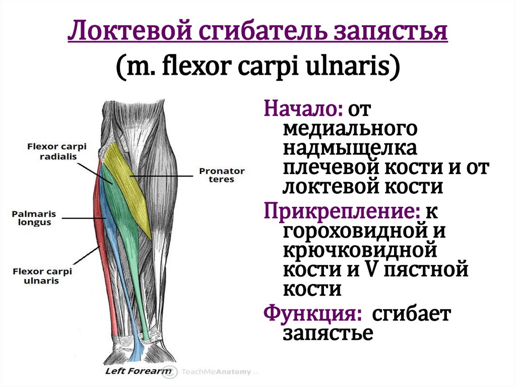 Локтевой сгибатель запястья (m. flexor carpi ulnaris)