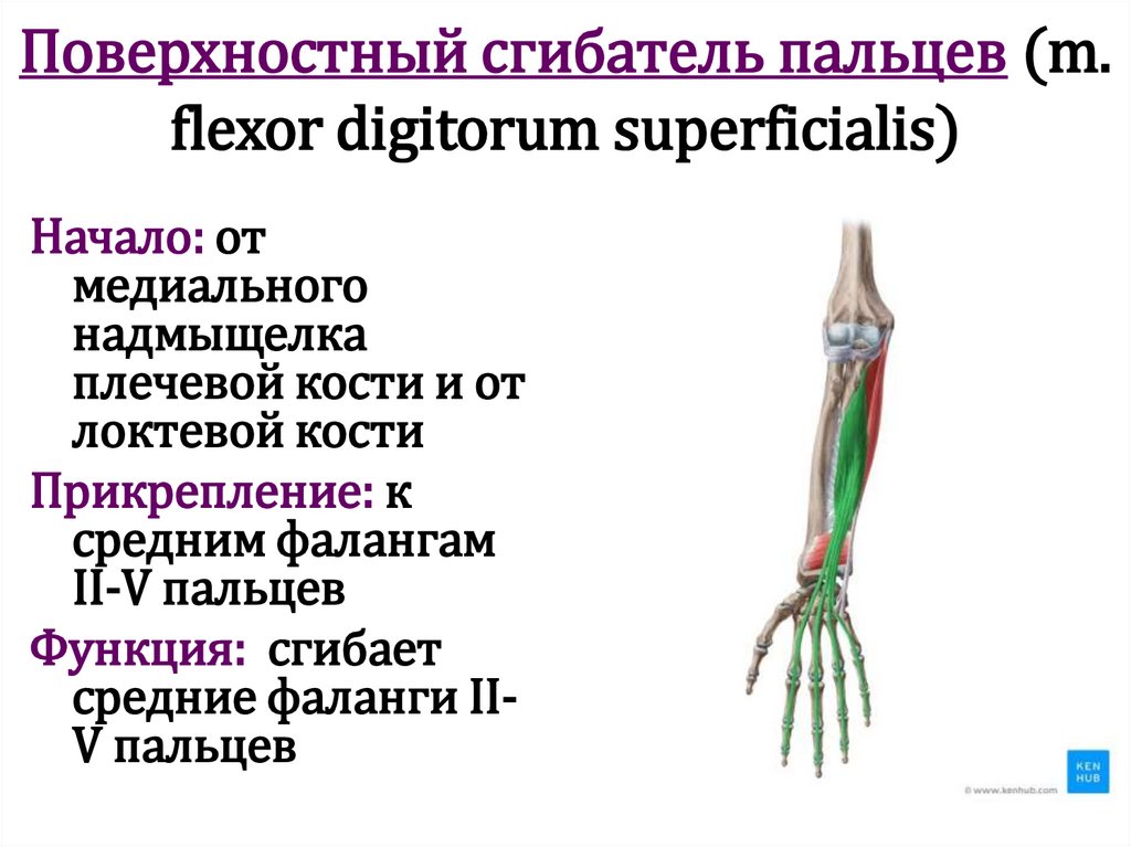 Поверхностный сгибатель пальцев (m. flexor digitorum superficialis)