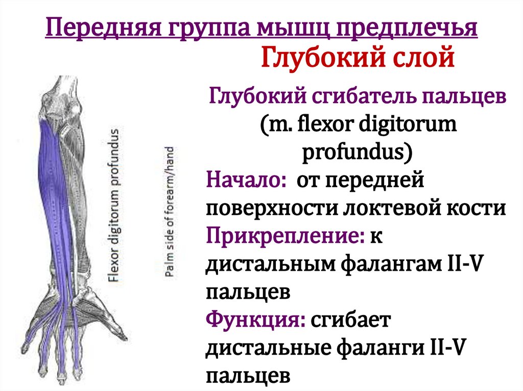 Передняя группа мышц предплечья