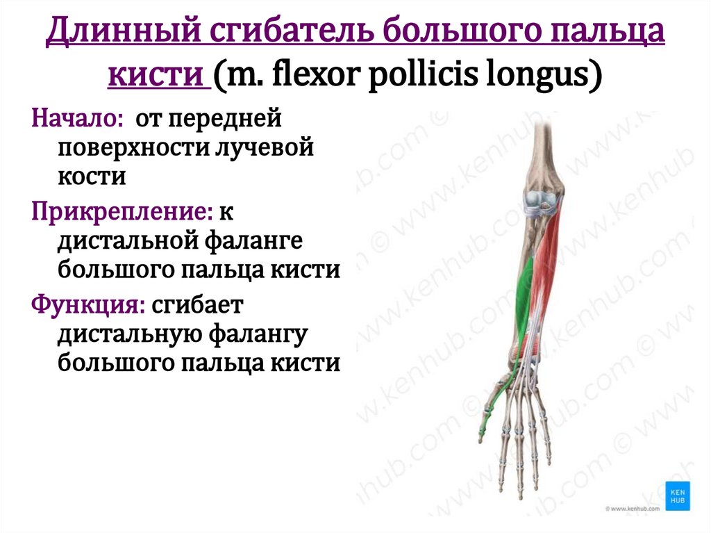 Длинный сгибатель большого пальца кисти (m. flexor pollicis longus)
