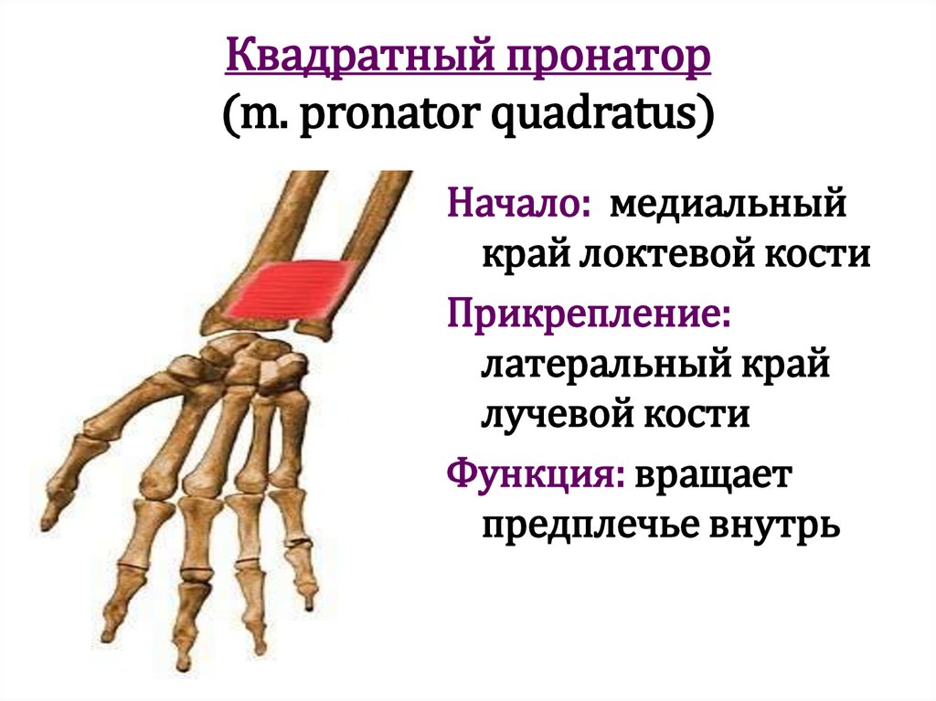 Квадратный пронатор (m. pronator quadratus)