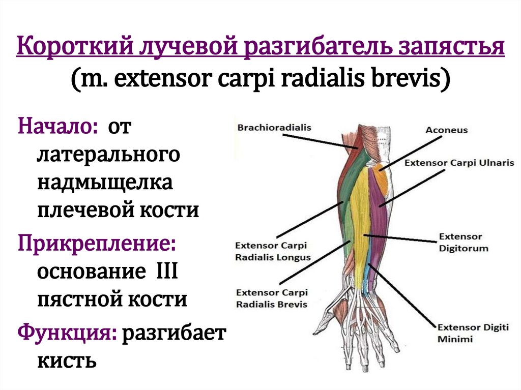Короткий лучевой разгибатель запястья (m. extensor carpi radialis brevis)