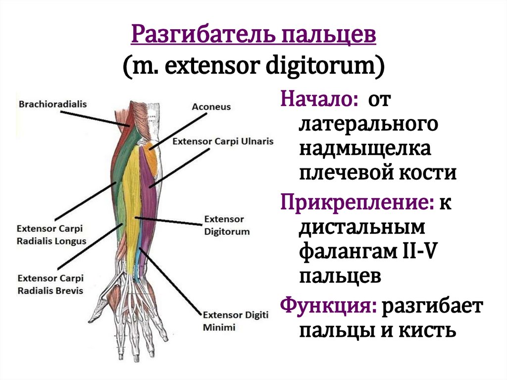 Разгибатель пальцев (m. extensor digitorum)