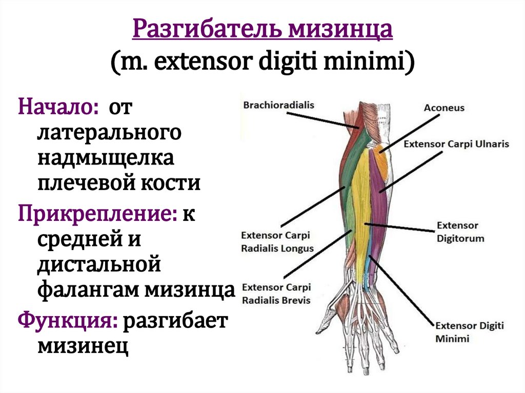 Разгибатель мизинца (m. extensor digiti minimi)