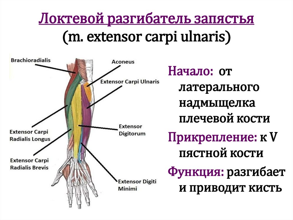 Локтевой разгибатель запястья (m. extensor carpi ulnaris)
