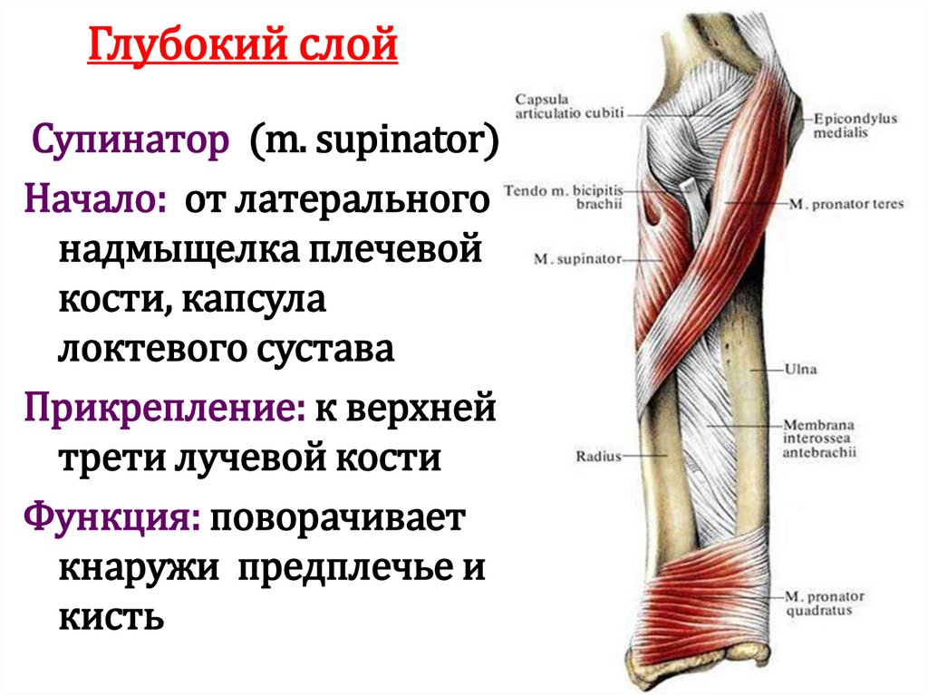 Глубокий слой