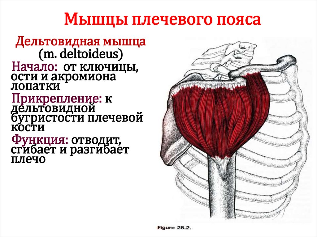 Мышцы плечевого пояса