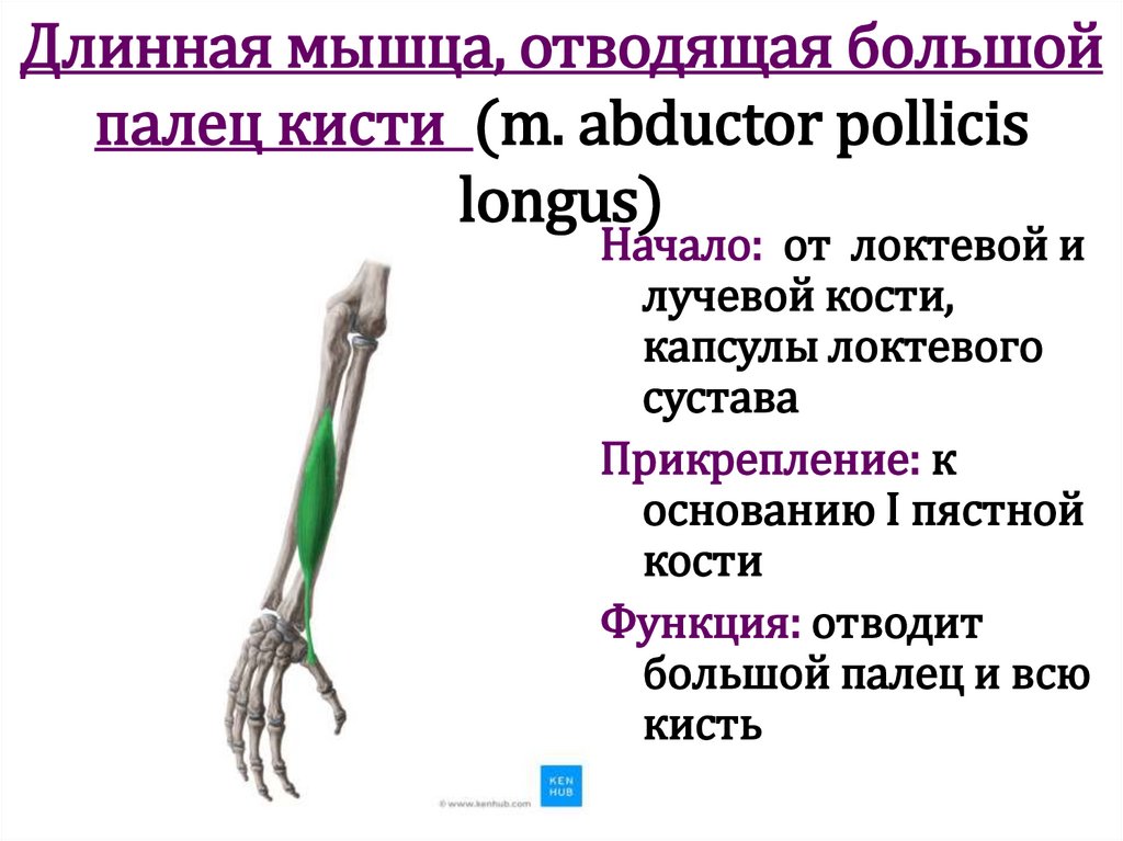 Длинная мышца, отводящая большой палец кисти (m. abductor pollicis longus)