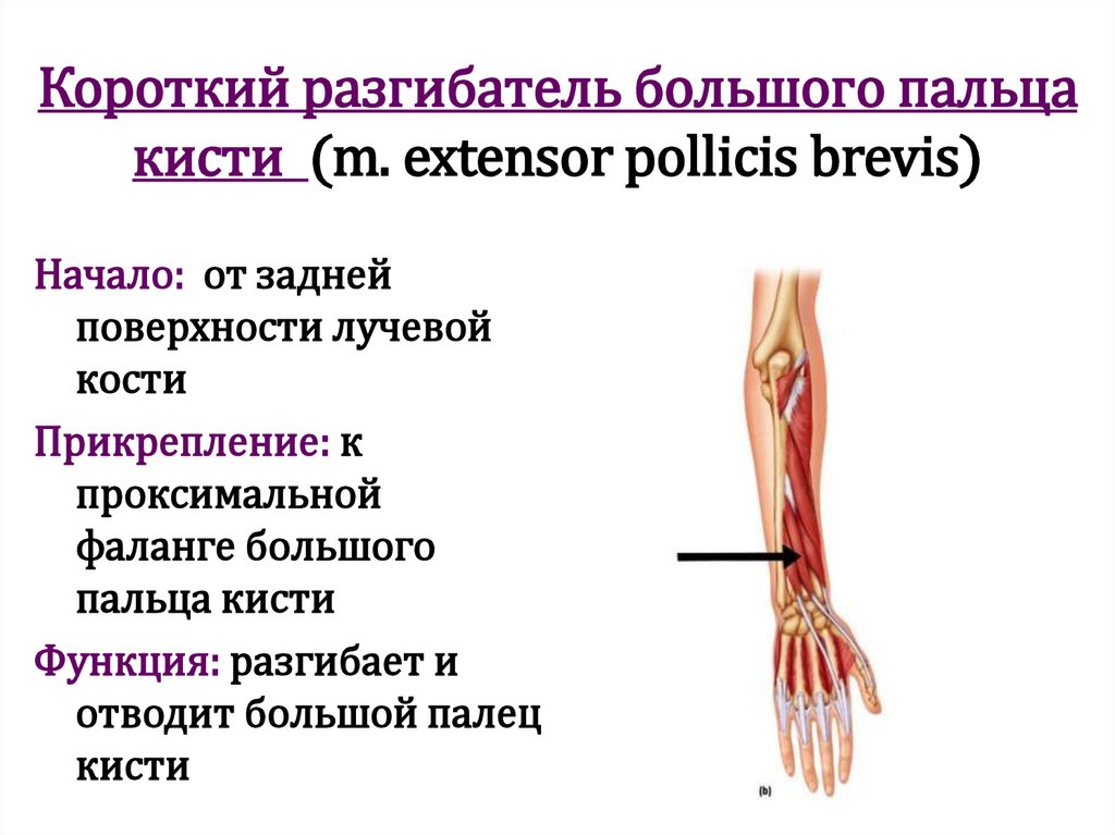 Короткий разгибатель большого пальца кисти (m. extensor pollicis brevis)