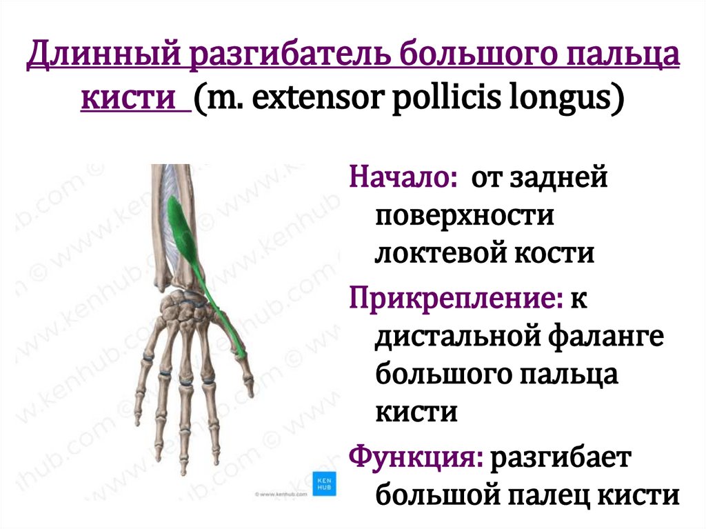 Длинный разгибатель большого пальца кисти (m. extensor pollicis longus)