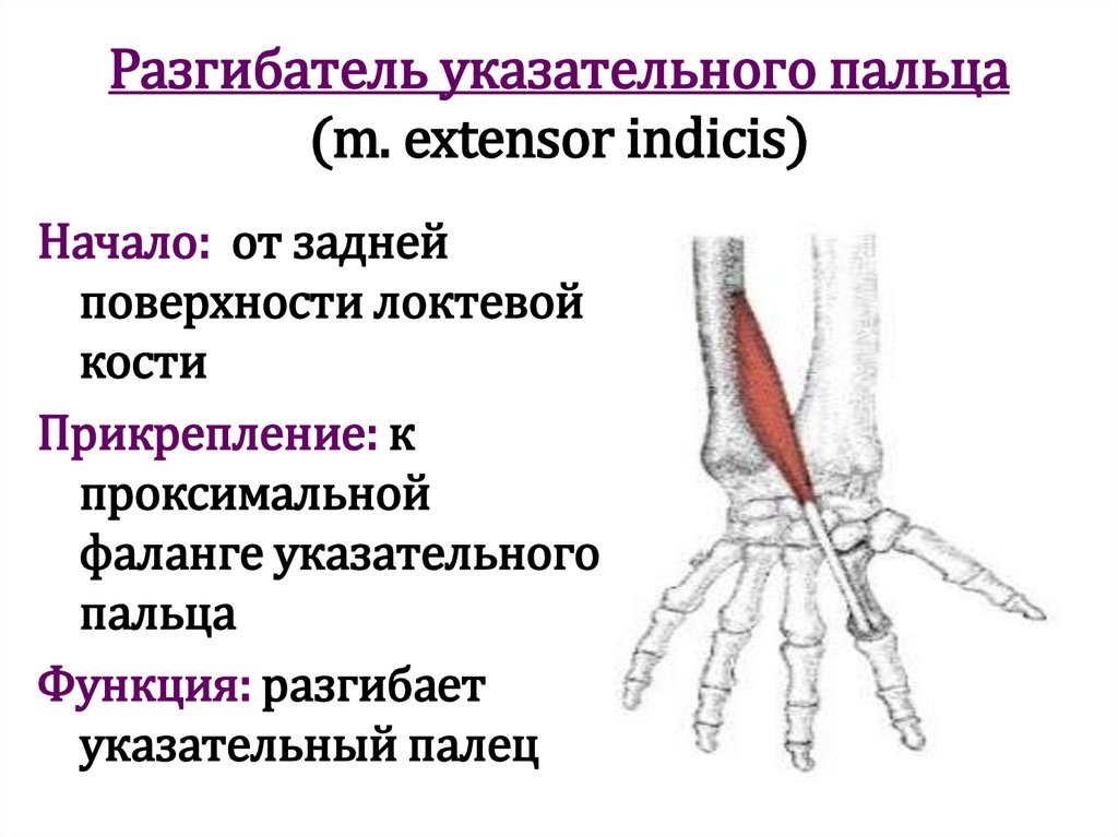 Разгибатель указательного пальца (m. extensor indicis)