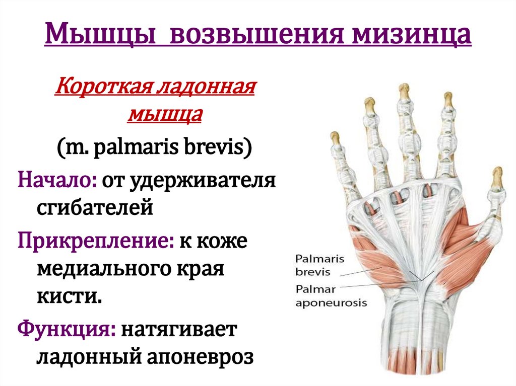 Мышцы возвышения мизинца