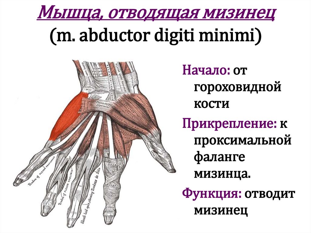 Мышца, отводящая мизинец (m. abductor digiti minimi)