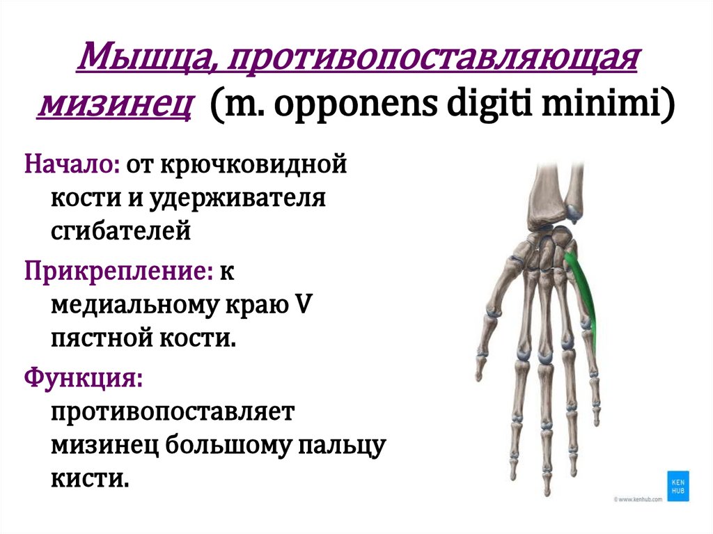 Мышца, противопоставляющая мизинец (m. opponens digiti minimi)
