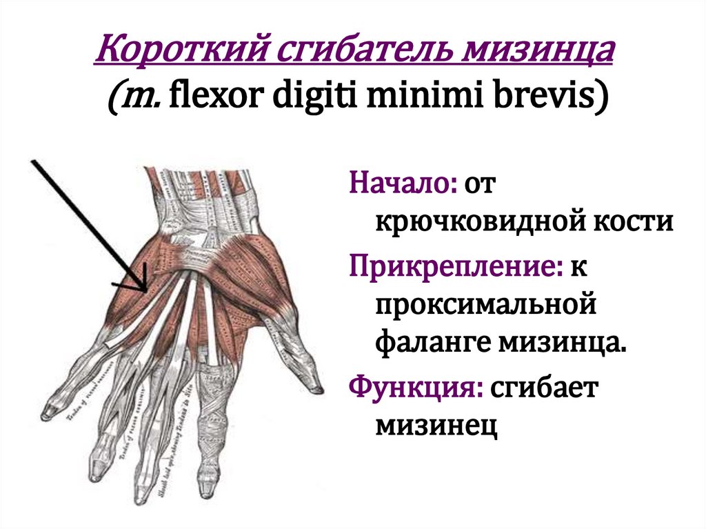 Короткий сгибатель мизинца (m. flexor digiti minimi brevis)