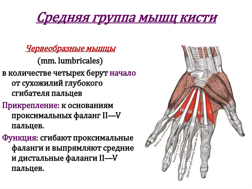 Средняя группа мышц кисти