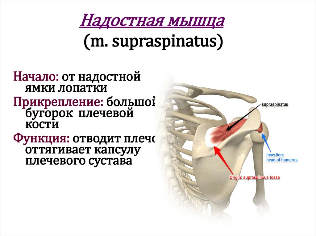 Надостная мышца (m. supraspinatus)